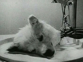 Fotograma de la película de Bryukhonenko con la cabeza de perro. Wikimedia Commons